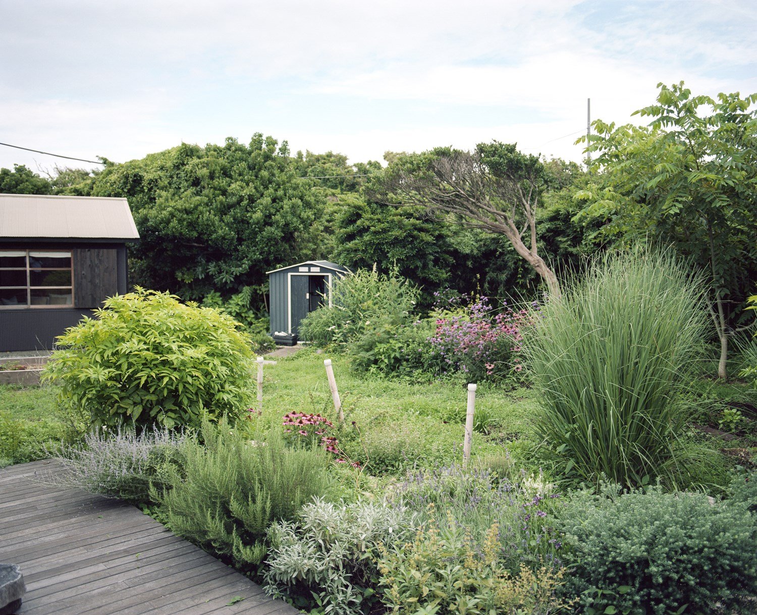 Lush garden with a small shed and dense foliage surrounding a wooden deck. Lush garden with a small shed and dense foliage surrounding a wooden deck.